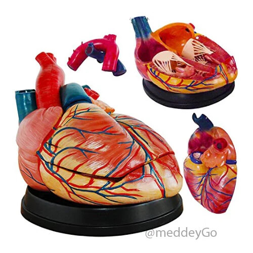 Human Heart Anatomical Jumbo Model (Made In India)