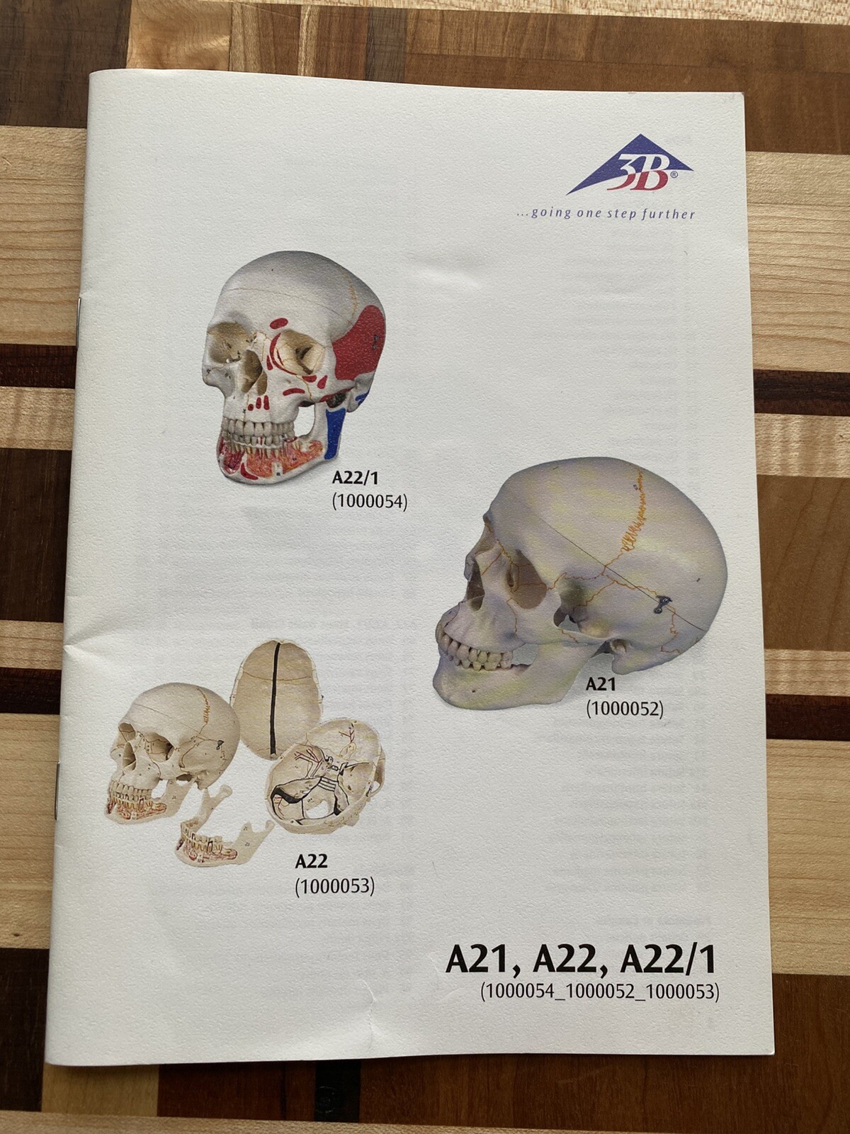 3B Scientific Anatomical A21 A22 A22/1 Classic Human Skull Model MANUAL ONLY