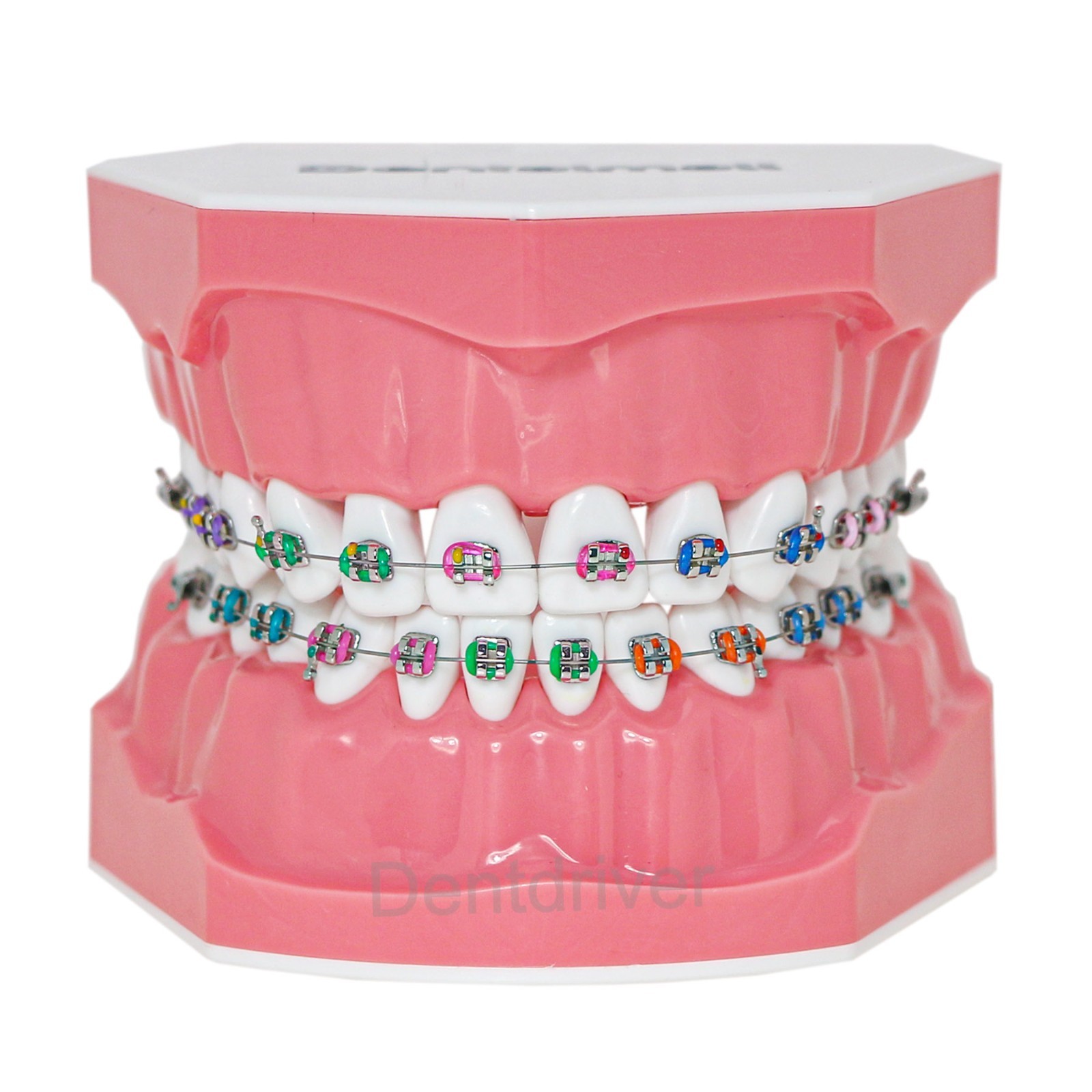 US Orthodontic Typodont 1:1 Teeth Model M7010-2 Fixed Brackets Braces Teaching