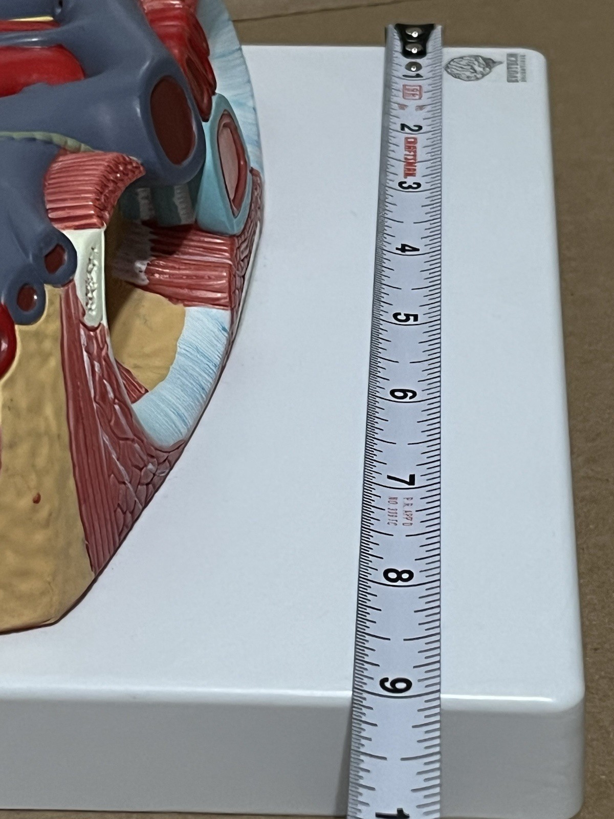 Anterior cervical muscle, neck muscle nerve, medical anatomical model