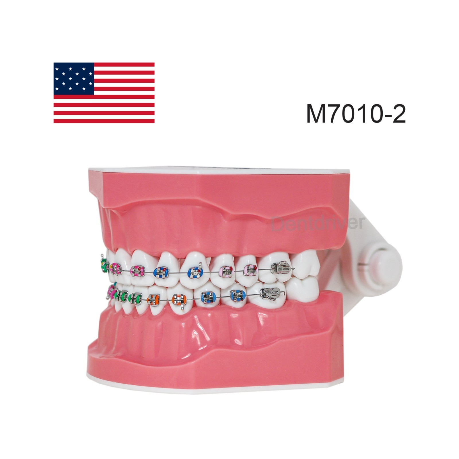 US Orthodontic Typodont 1:1 Teeth Model M7010-2 Fixed Brackets Braces Teaching