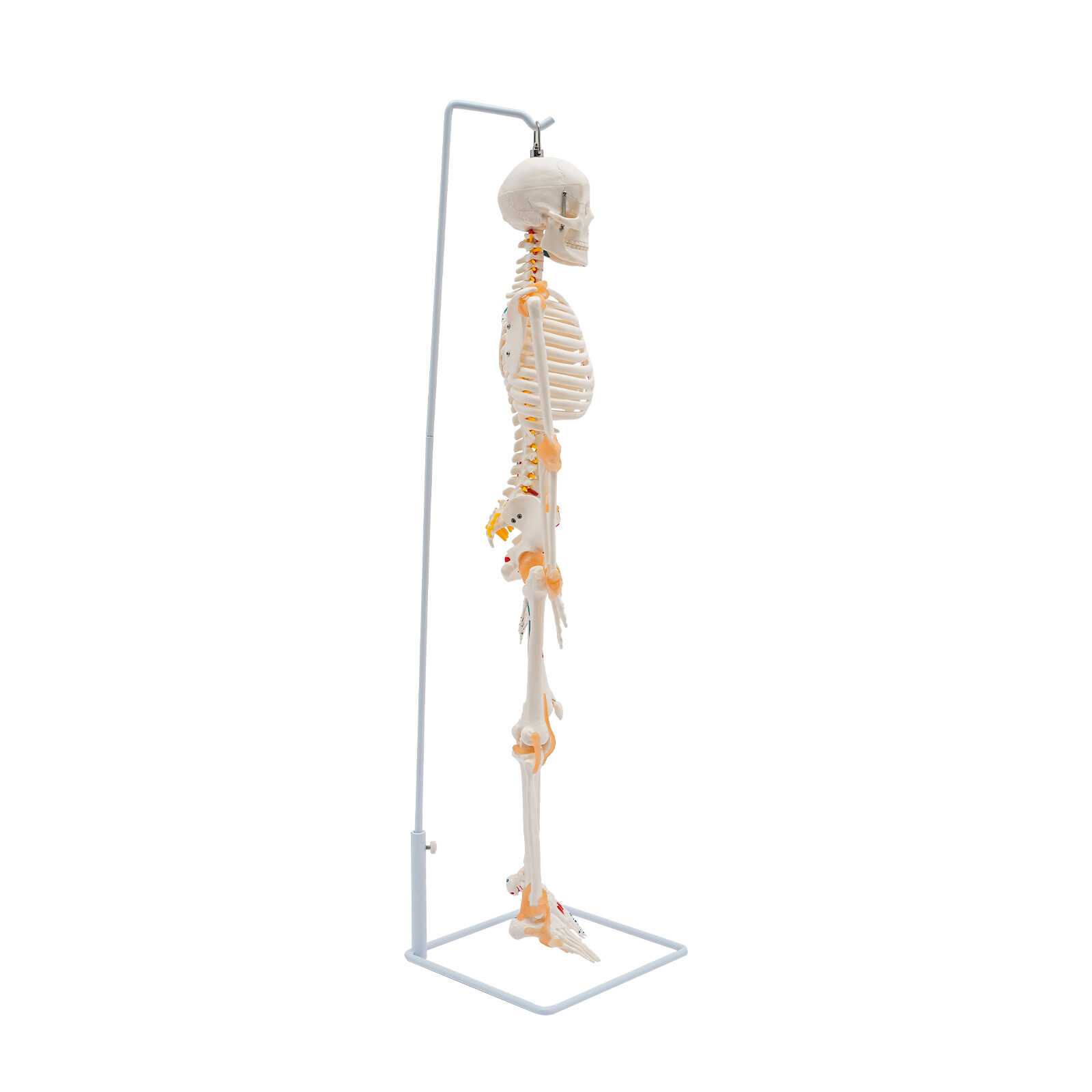 34″ Hanging Style Human Skeleton Model For Doctors’ Office or Anatomy Classroom