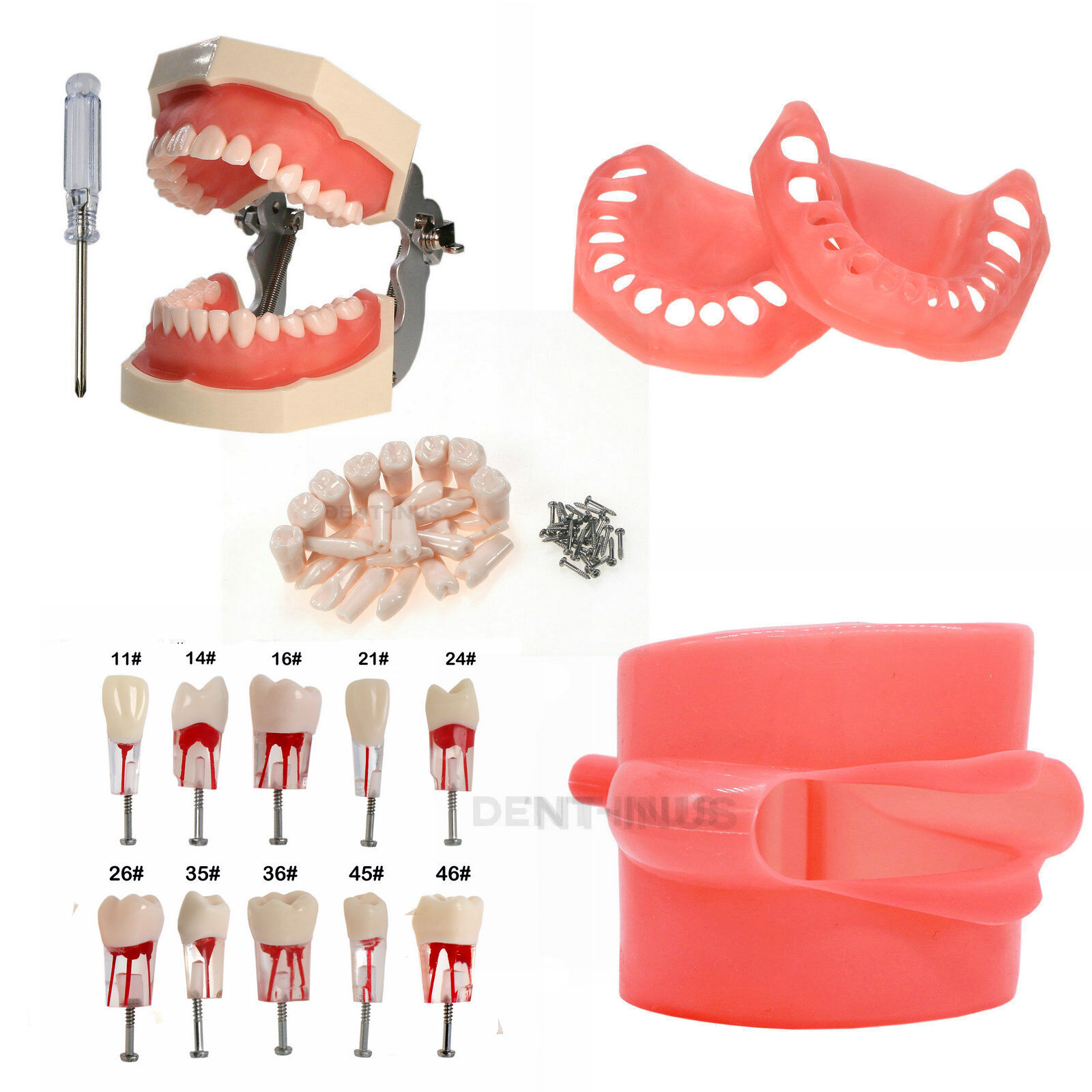 Dental Endo Root Canal Practise Typodont Kilgore Nissin Type 28Pcs Teeth Model