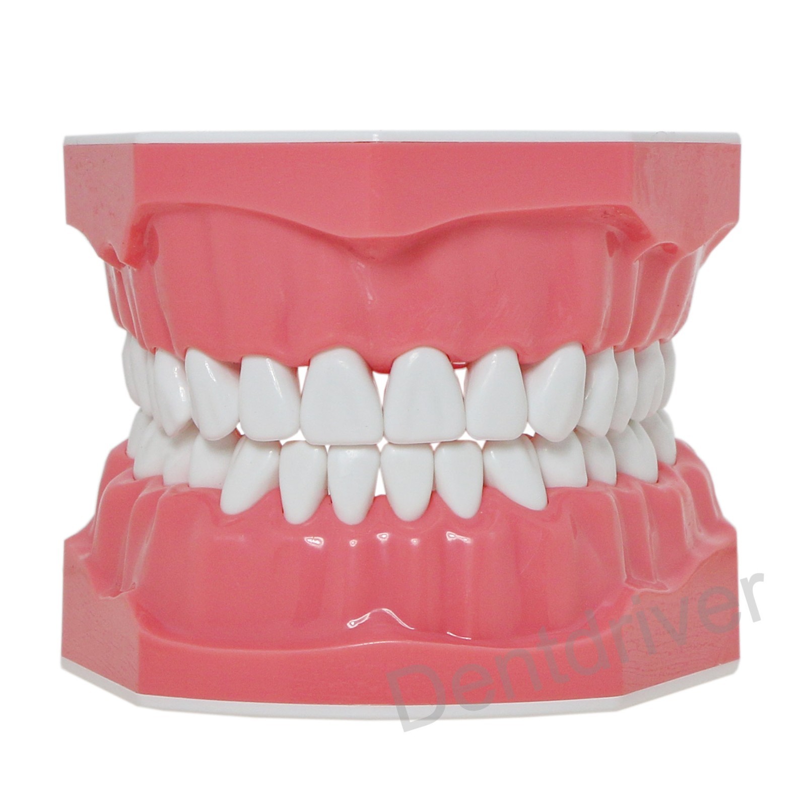 US 1:1 Typodont Teeth Model M7010-1 for Brushing Flossing Practice Teaching