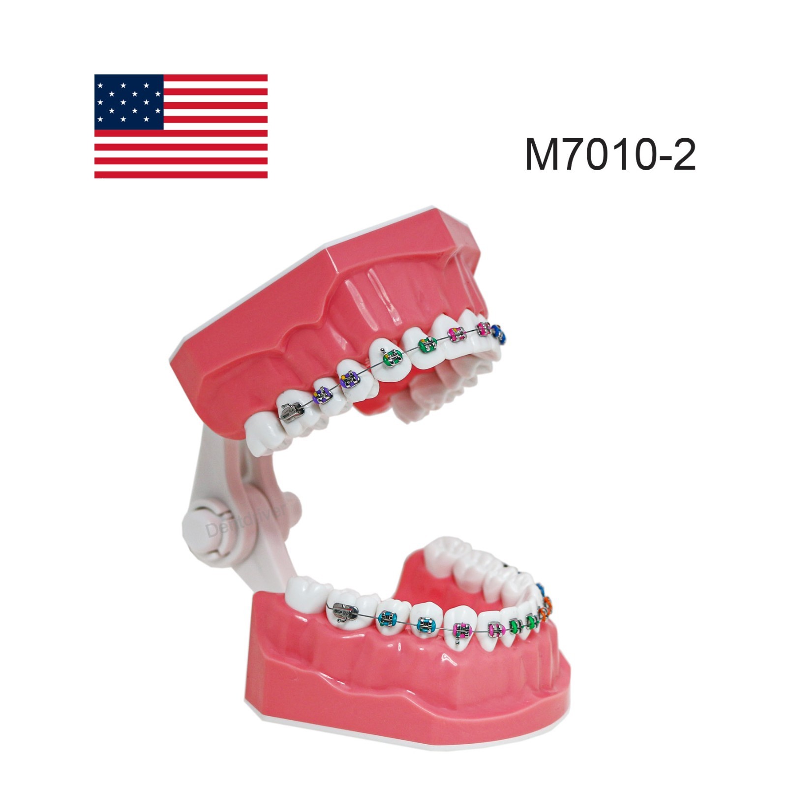 US Orthodontic Typodont 1:1 Teeth Model M7010-2 Fixed Brackets Braces Teaching
