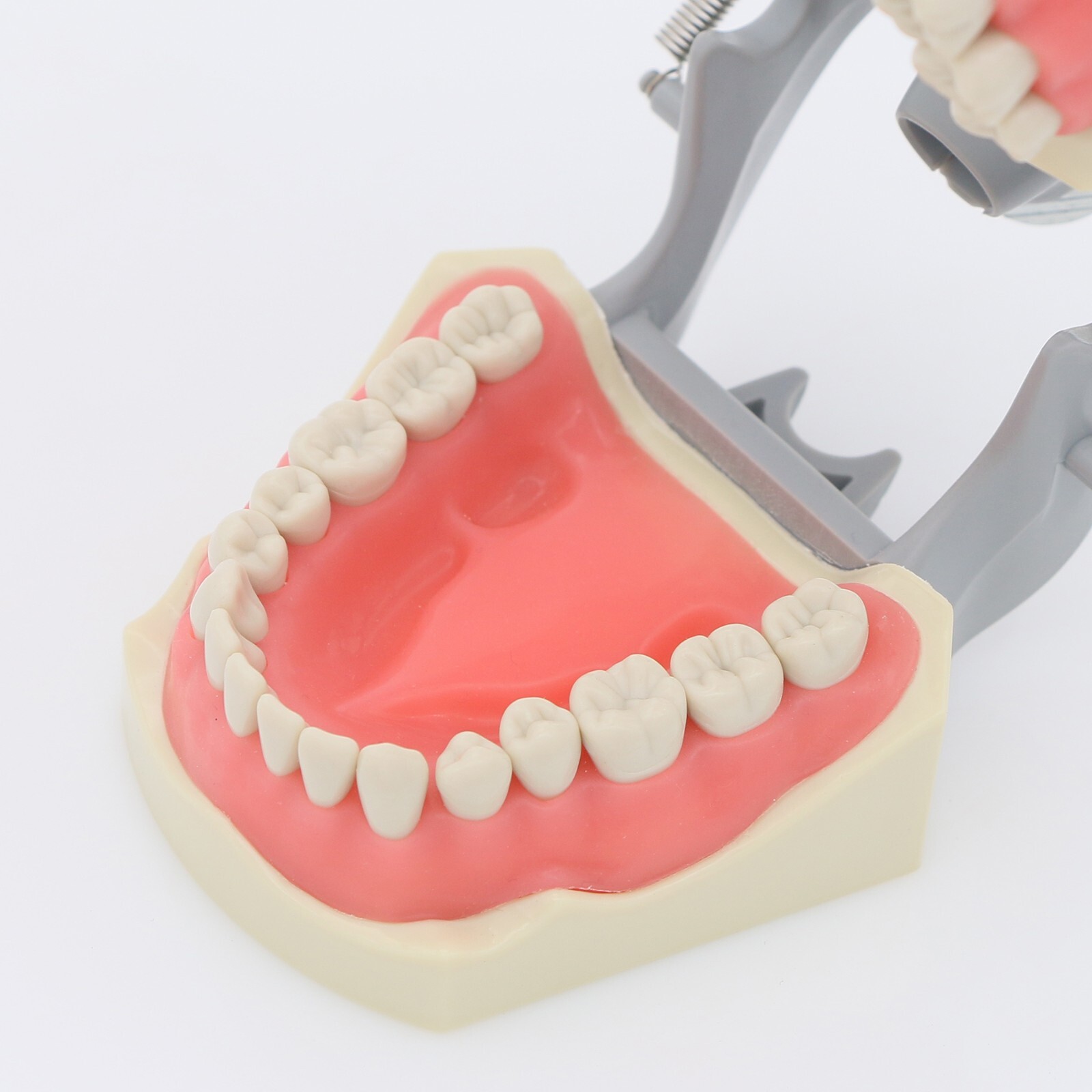 US Columbia 860 Type Dentoform Dental Typodont Model with 32Pcs Removable Teeth
