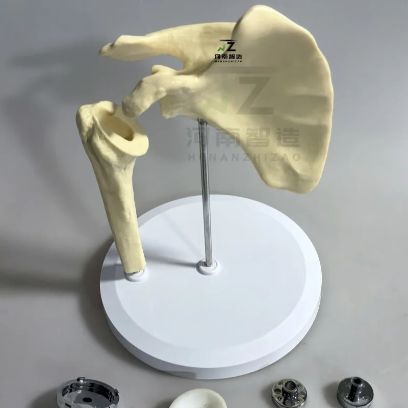 2025 New Artificial Shoulder Joint Manual Model High Quality Orthopedic Model