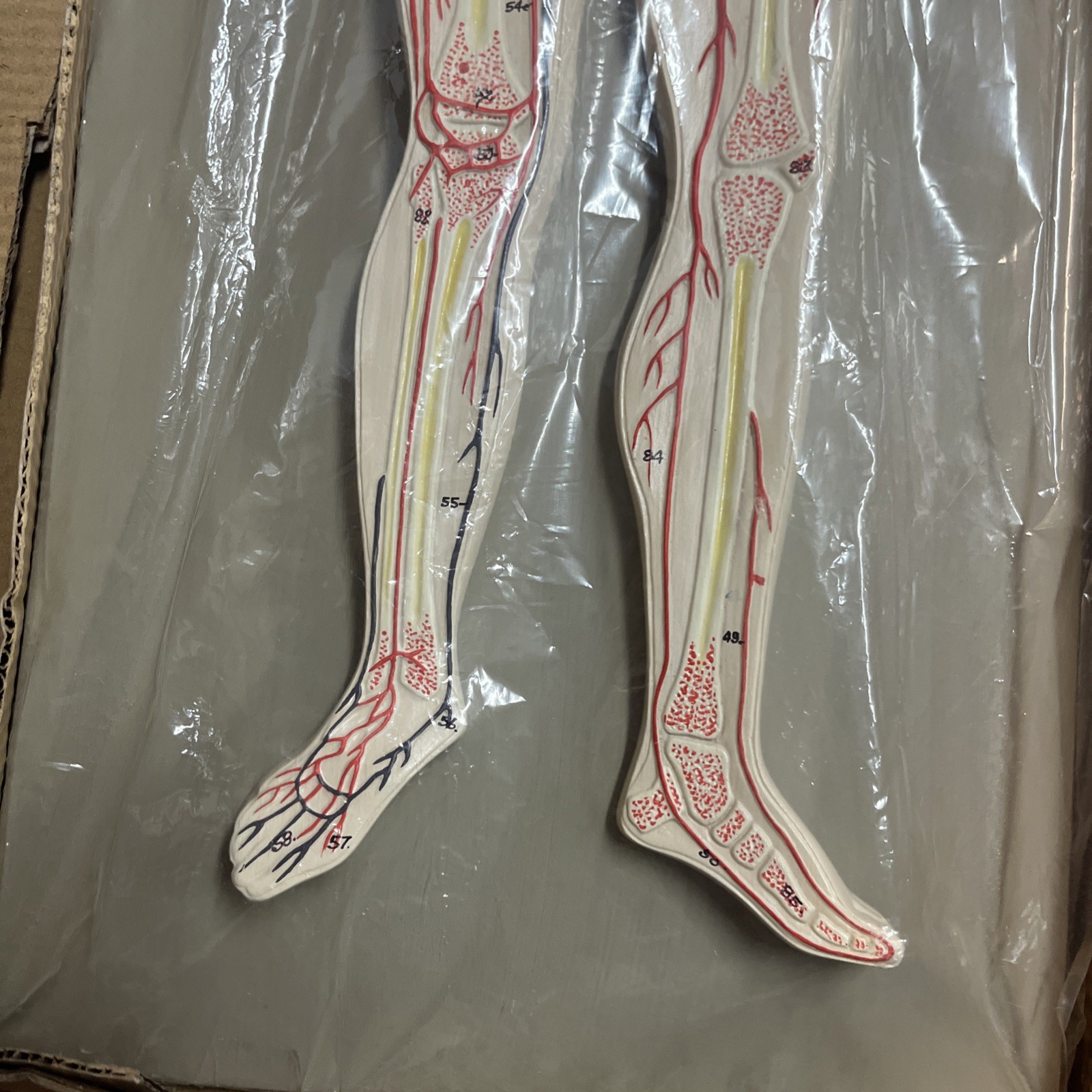 3D Human Circulatory System Anatomy Relief Model, Teaching Aid, Body, In Box