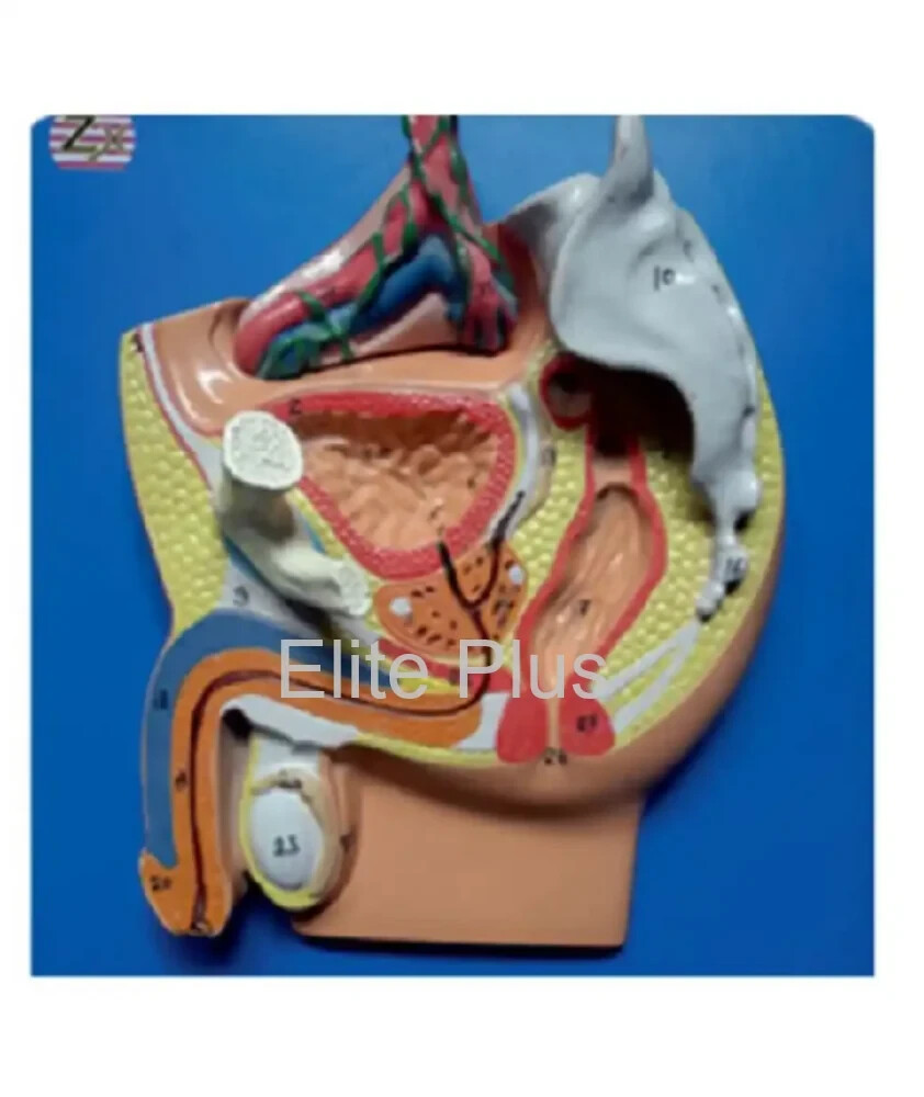 ZX-1403E Male Pelvis Small Model (Magnetic)Made in India