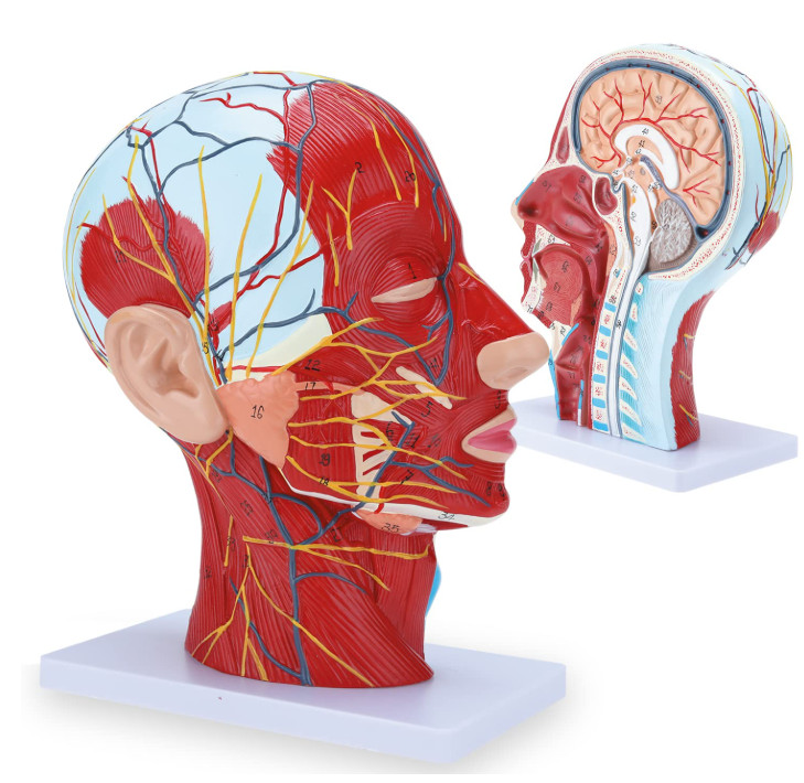 Human Half Head Neck Model Superficial Nerve Vascular Muscle Teaching Tool
