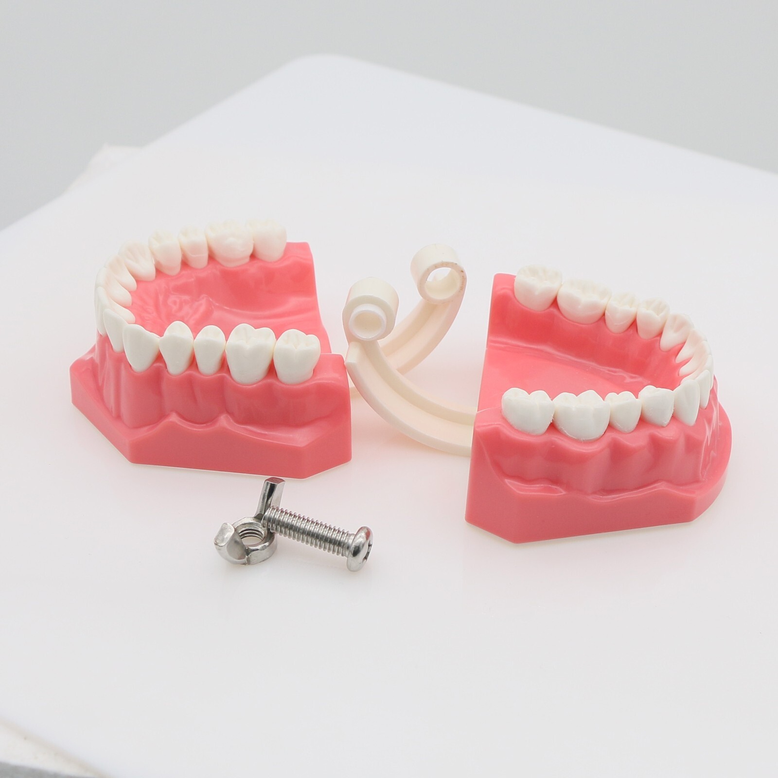 US Dental Teach Typodont Demonstration Teeth Model for Patient Study M7010-1/2