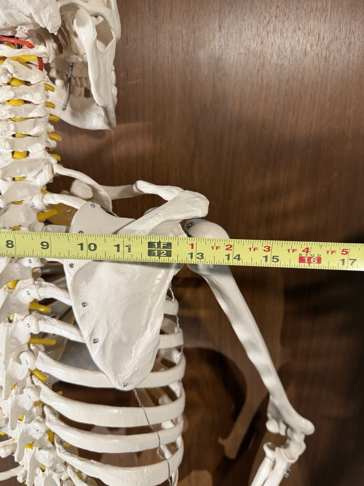 Life Size Human Anatomy Skeleton Hanging Medical Model w/ Spine Nerves