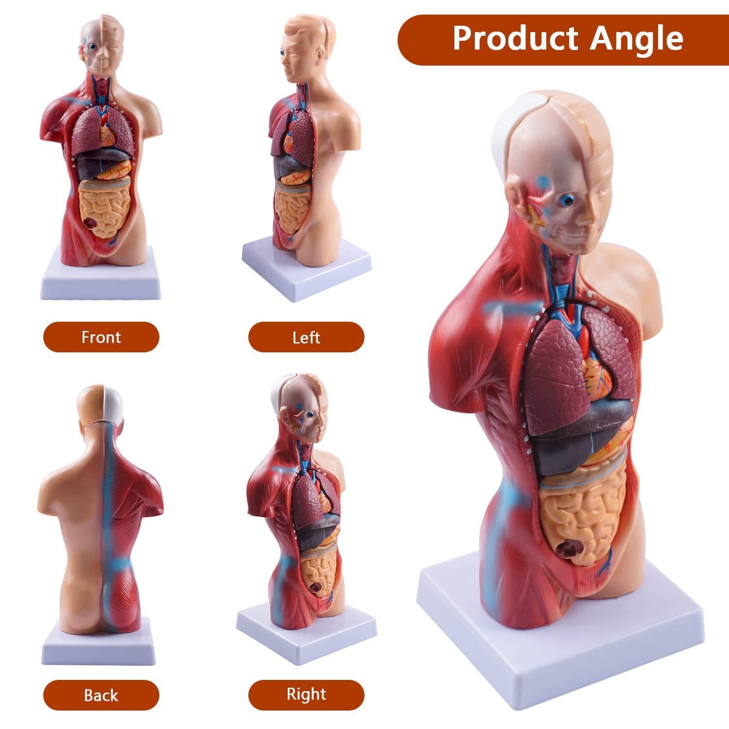 10.5inch Medical Torso Human Body Model Anatomy Doll 15 Removable Parts Educa…