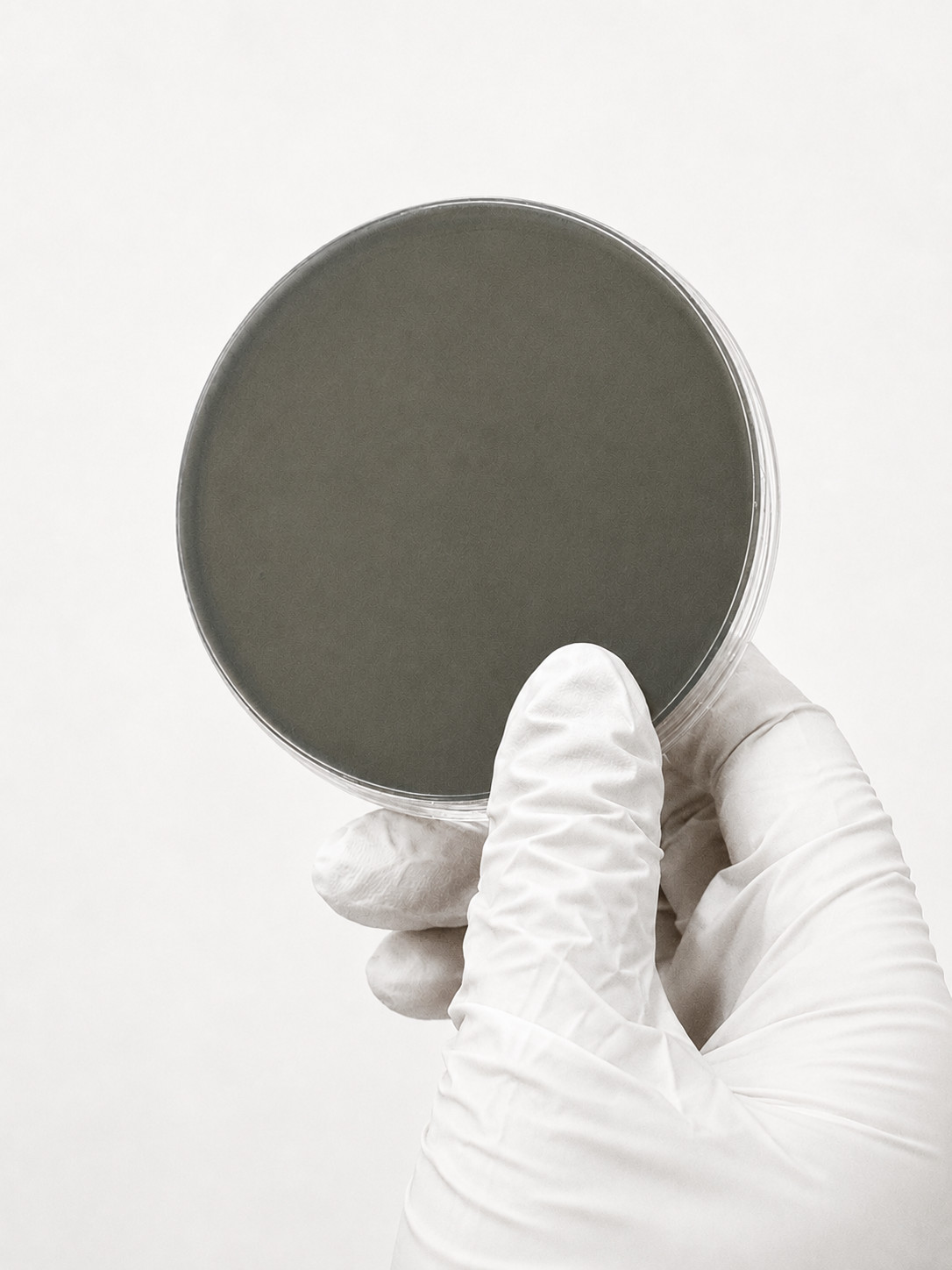Pre Poured Sterile Agar Plates – 10 Count Malt Extract | MEA | 90mm Petri Dishes