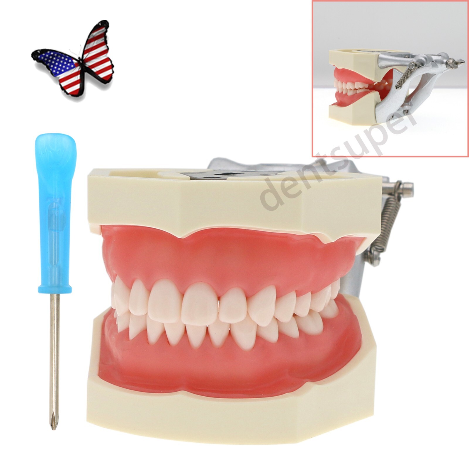 US Kilgore Nissin 200 Type Dental Typodont Model 28 pcs Removable Teeth M8011