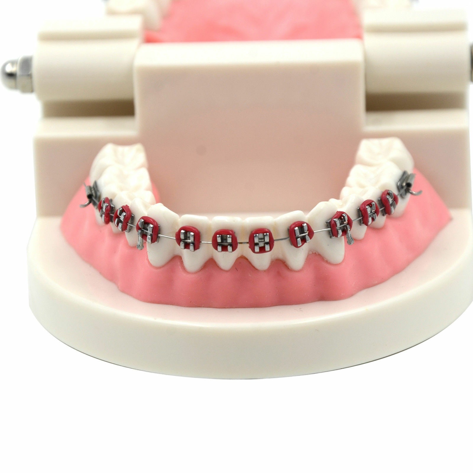 Dental Metal Model Orthodontic Adult Standard Teeth Hoop Brackets Ligature Tie