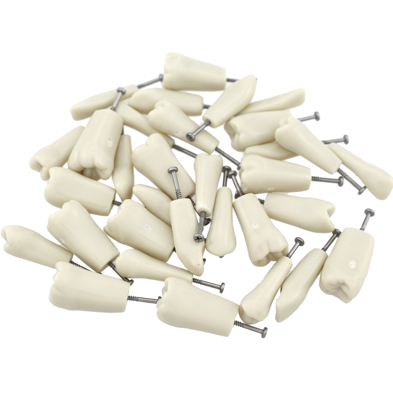 Dental Columbia 860 Style Typodont Model Mounting Pole Replacement Teeth 32 Pcs