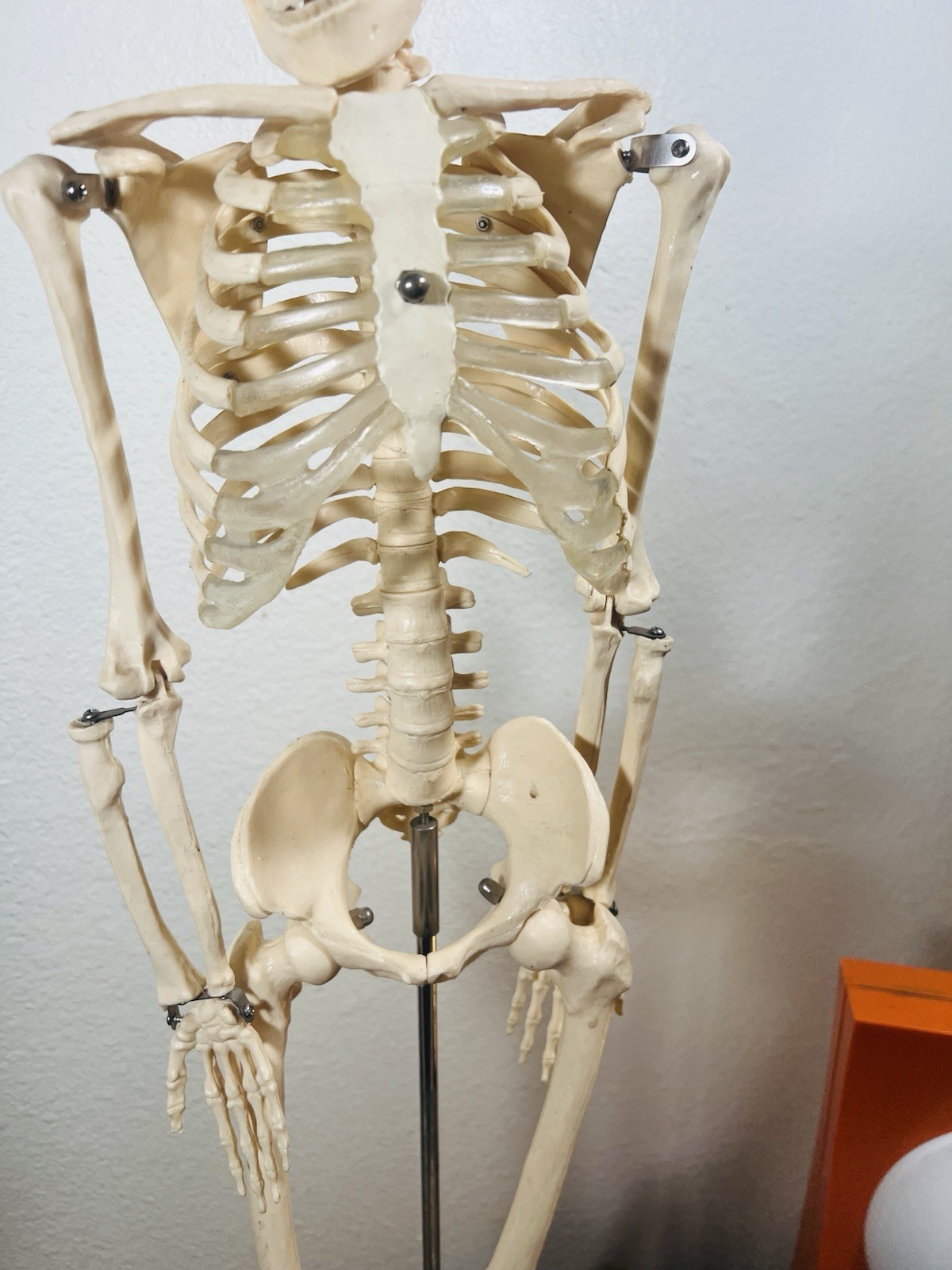 Human Anatomical Anatomy 33.5” Flexible Plastic Skeleton Medical Teaching Model