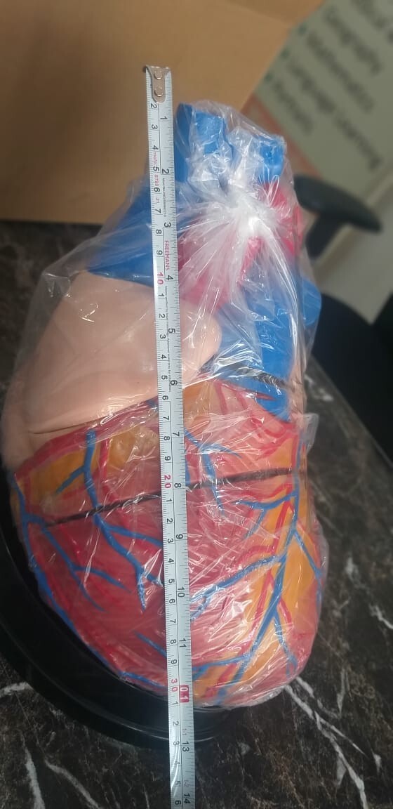 Human Heart Anatomical Jumbo Model (Made In India)