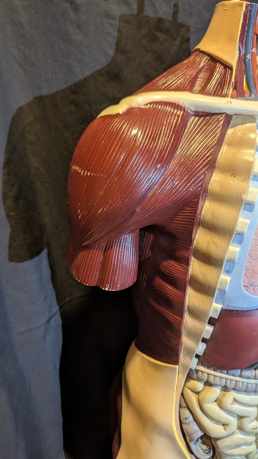 LRG Nystrom Biological Scientific Human Anatomy Model Torso 36″ Tapes Manual VTG