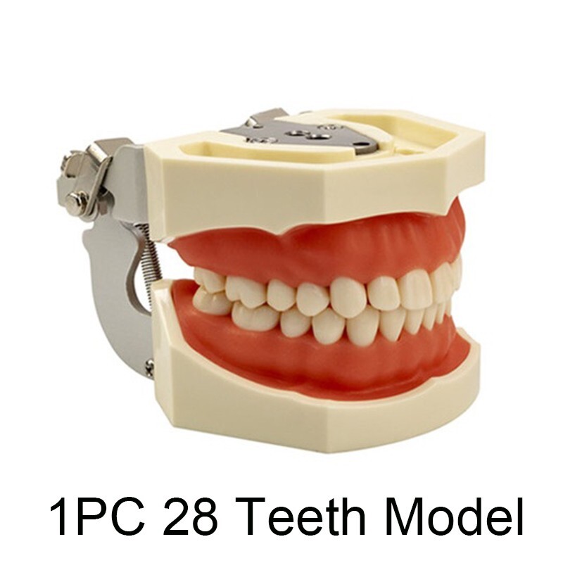 28/32 Dental Typodont Teeth Model Removable Teeth Soft Gingiva Teaching Model
