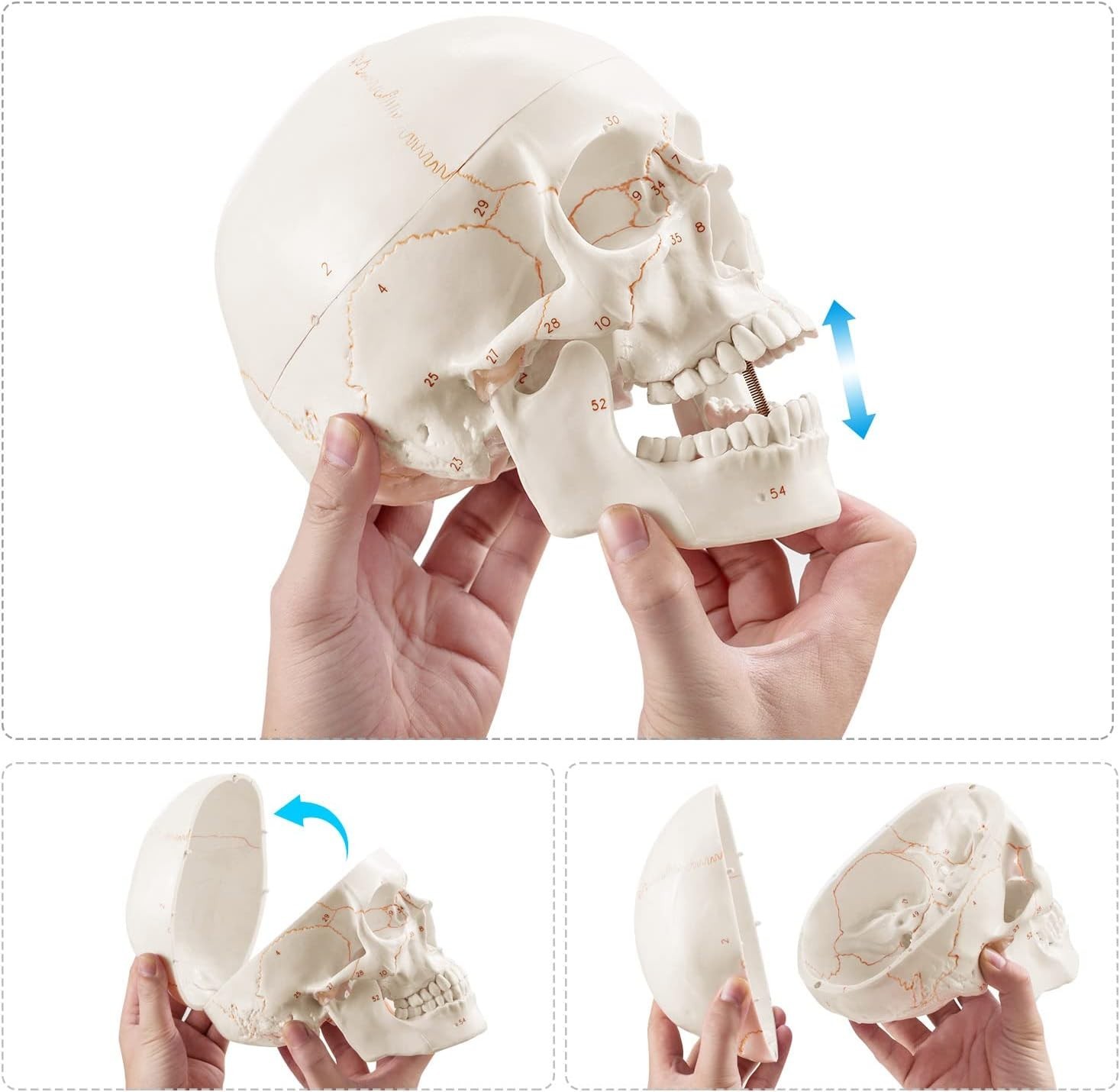 Life Size Human Head Skull Anatomical Model for Medical Student Anatomy Class