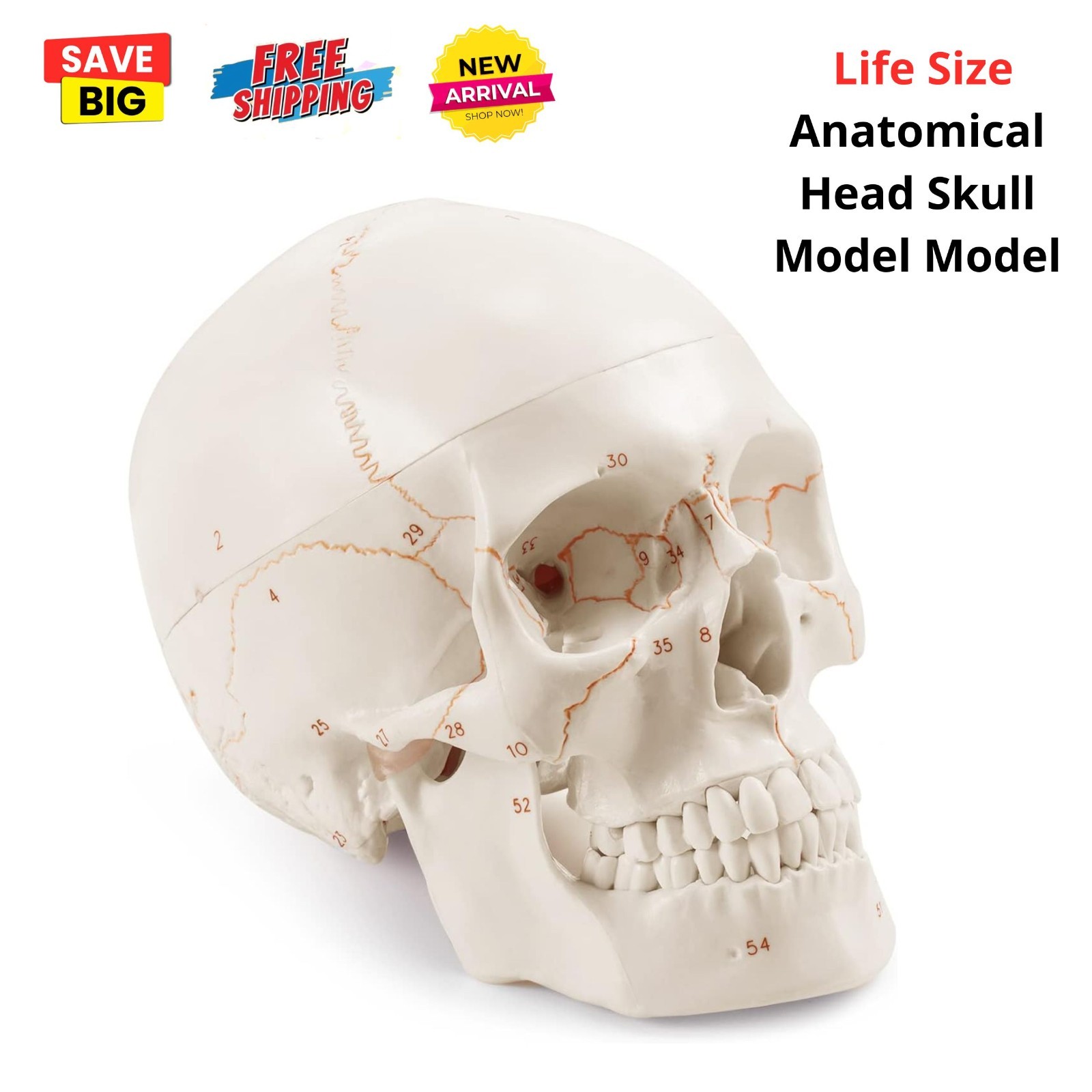 Life Size Human Head Skull Anatomical Model for Medical Student Anatomy Class