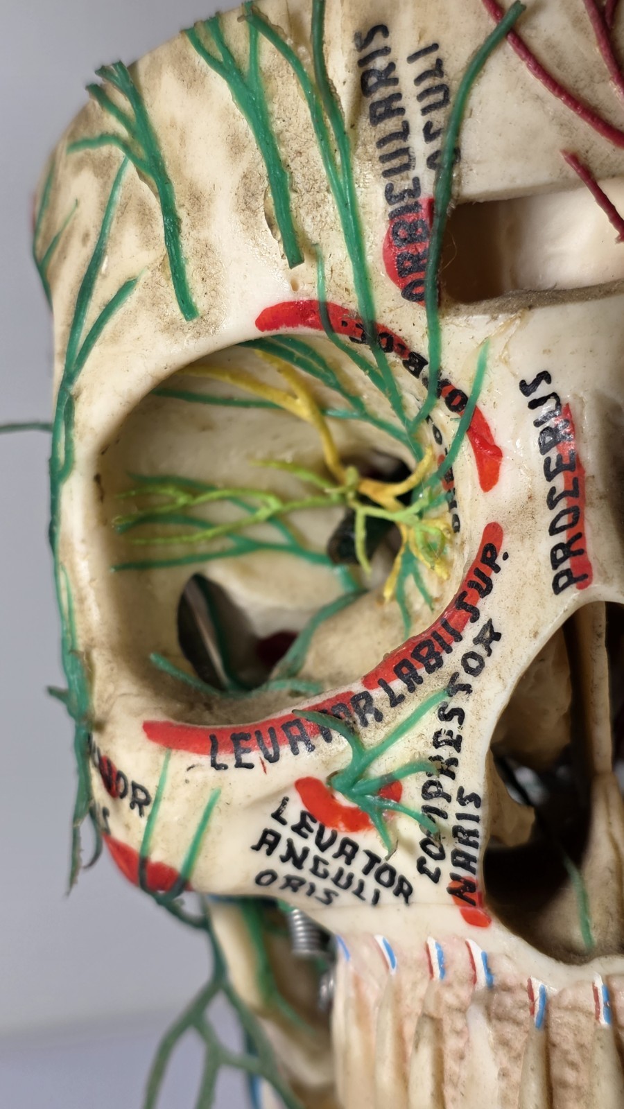 Antique Medical Plastic Lab Anatomical Science Human Skull Model Spring Mandible