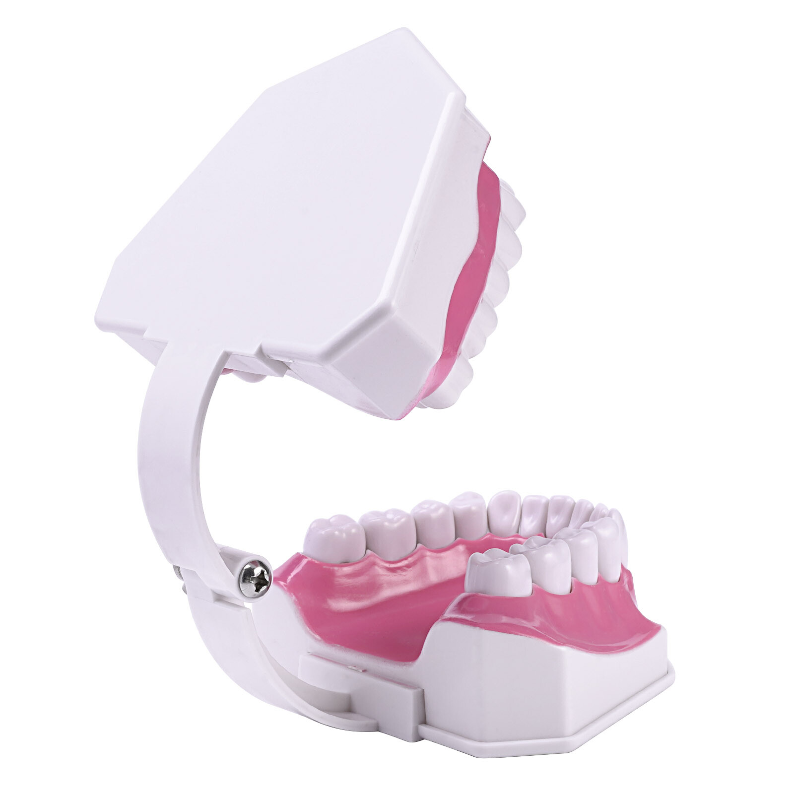 2 Times Enlarge Dental Teeth Model Includes Toothbrush Dental Education Supplies