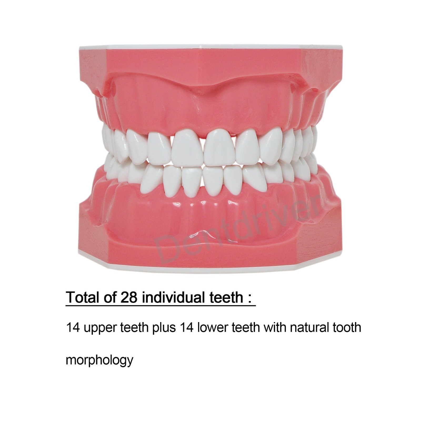 US 1:1 Typodont Teeth Model M7010-1 for Brushing Flossing Practice Teaching