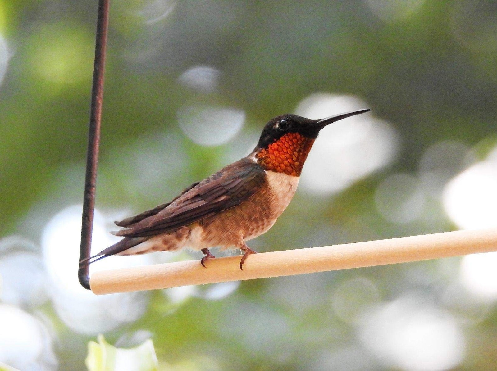 3 Pack Metal Frame Hummingbird Swing Perches for Hanging Outdoor Lawn Patio