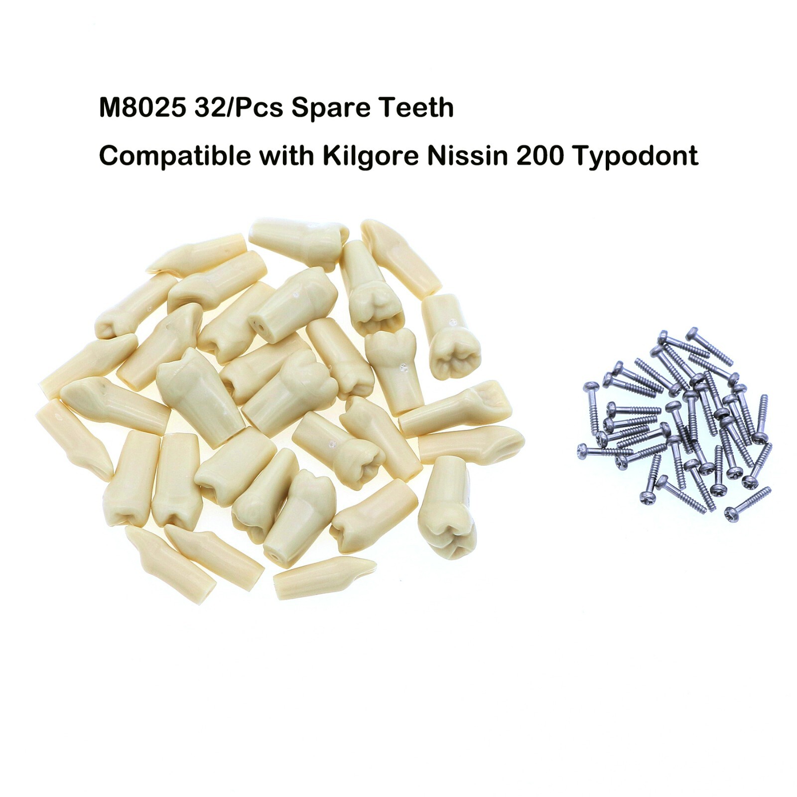 Dental Typodont Replacement Screw-in Teeth Model fits Kilgore NISSIN 200/500Type