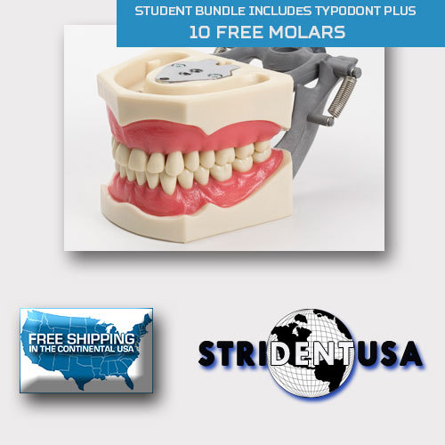 DENTAL TYPODONT 860 BUNDLE PACK 10 EXTRA MOLARS FITS COLUMBIA BRAND TEETH