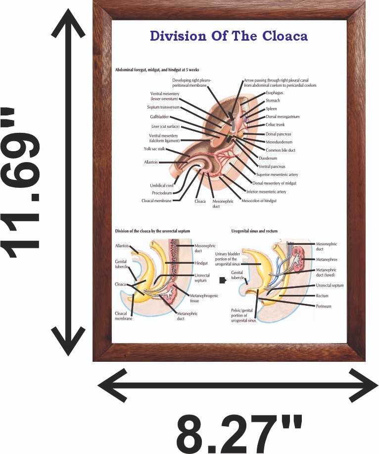 Division Of The Cloaca Chart 12×18 inches