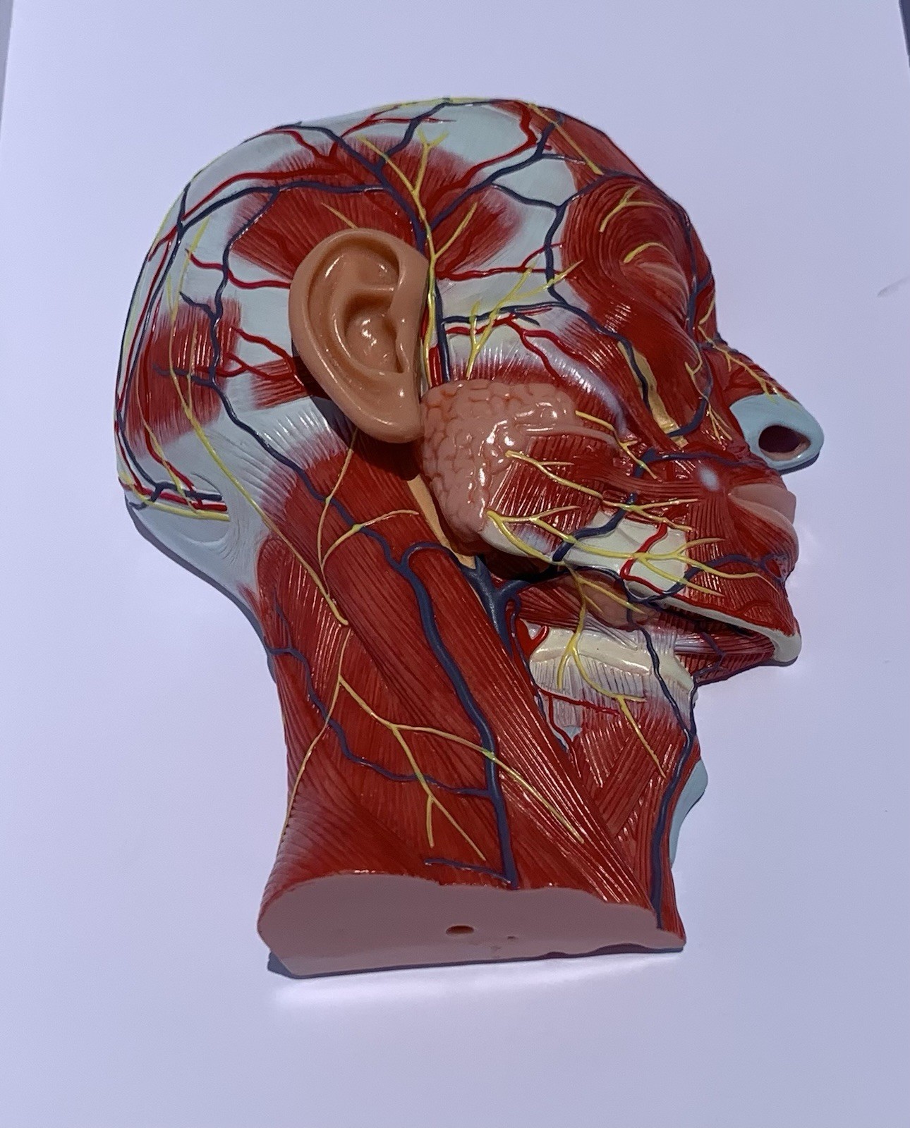 Life Size Human Half Head Anatomy Model Neurovascular Teaching Aid