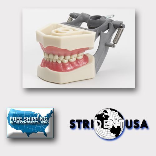 DENTAL PEDIATRIC TYPODONT 760 MODEL COMPATIBLE WITH COLUMBIA BRAND TEETH