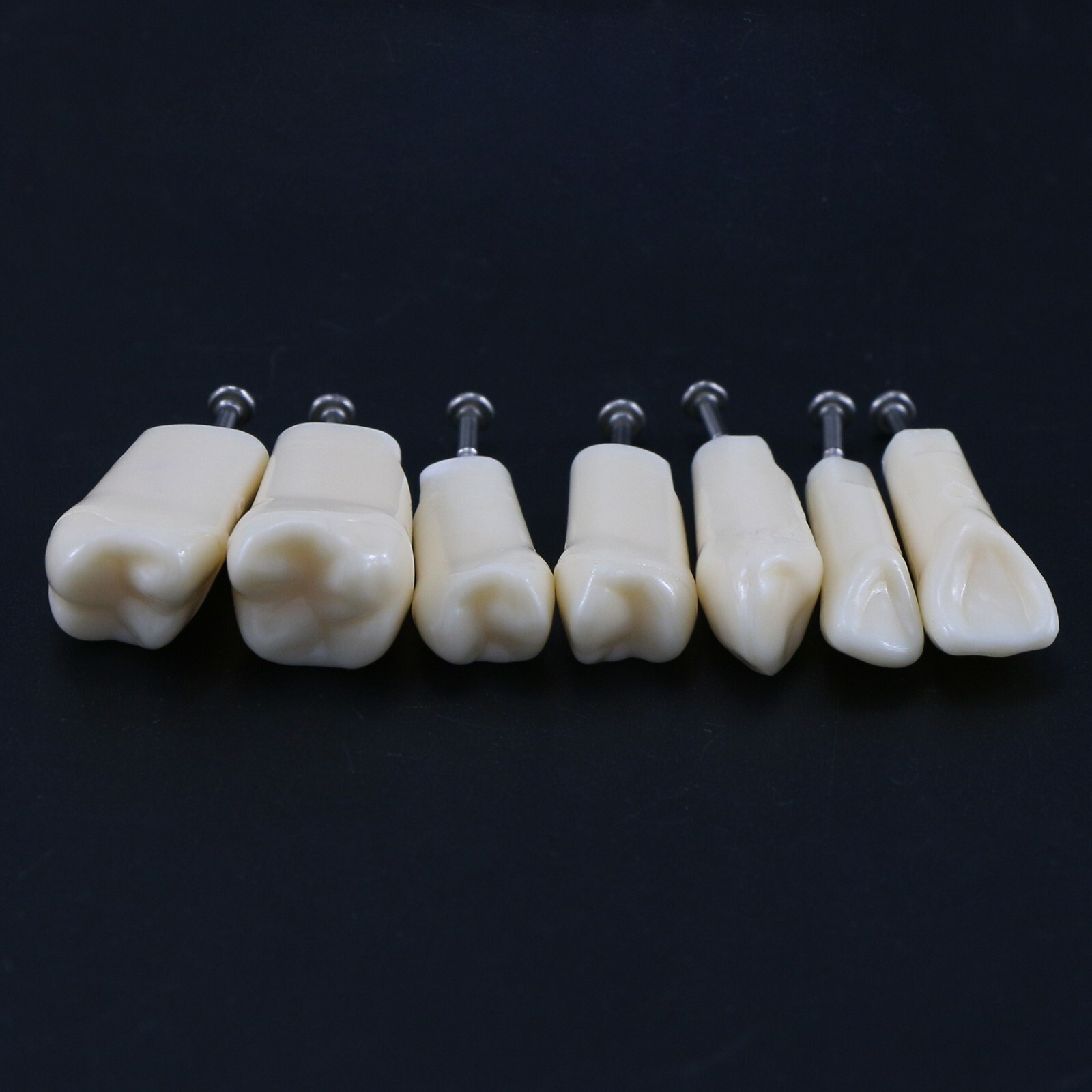 Dental Teeth Typodont Model Replacement Screw-in fit Kilgore NISSIN 200/500 Type