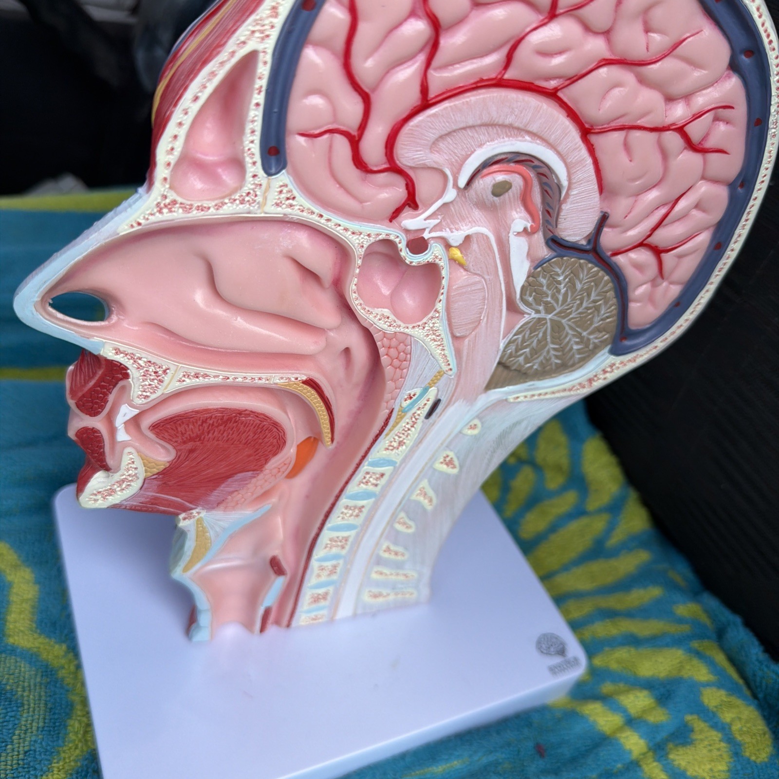 EVOTECH Human Half Head Neurovascular Model Life Size Skull Brain Anatomy Rotate