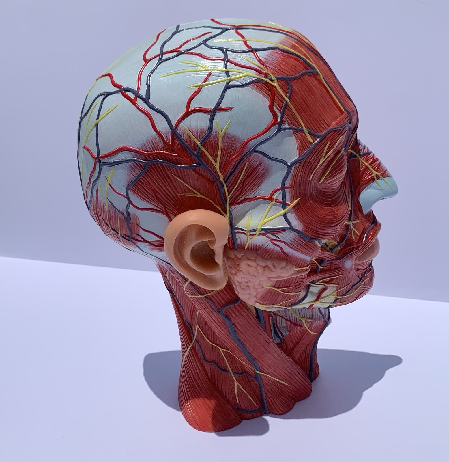 Life Size Human Half Head Anatomy Model Neurovascular Teaching Aid
