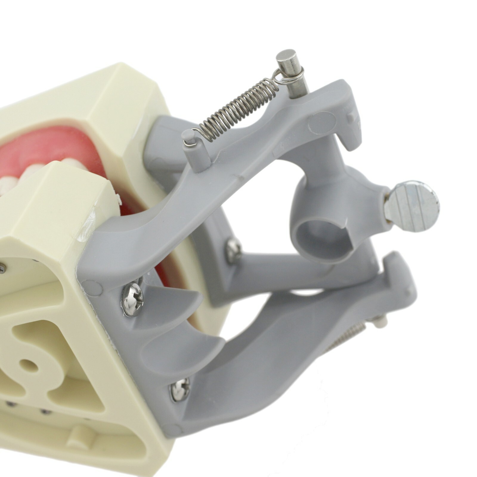 Dental Columbia 860 Style Typodont Model Mounting Pole Replacement Teeth 32 Pcs