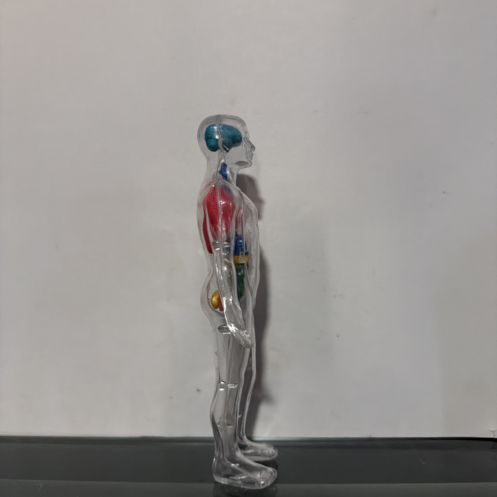 Invisible Man Human Body Anatomy Medical Doll 8” Figure w Organs Plastic