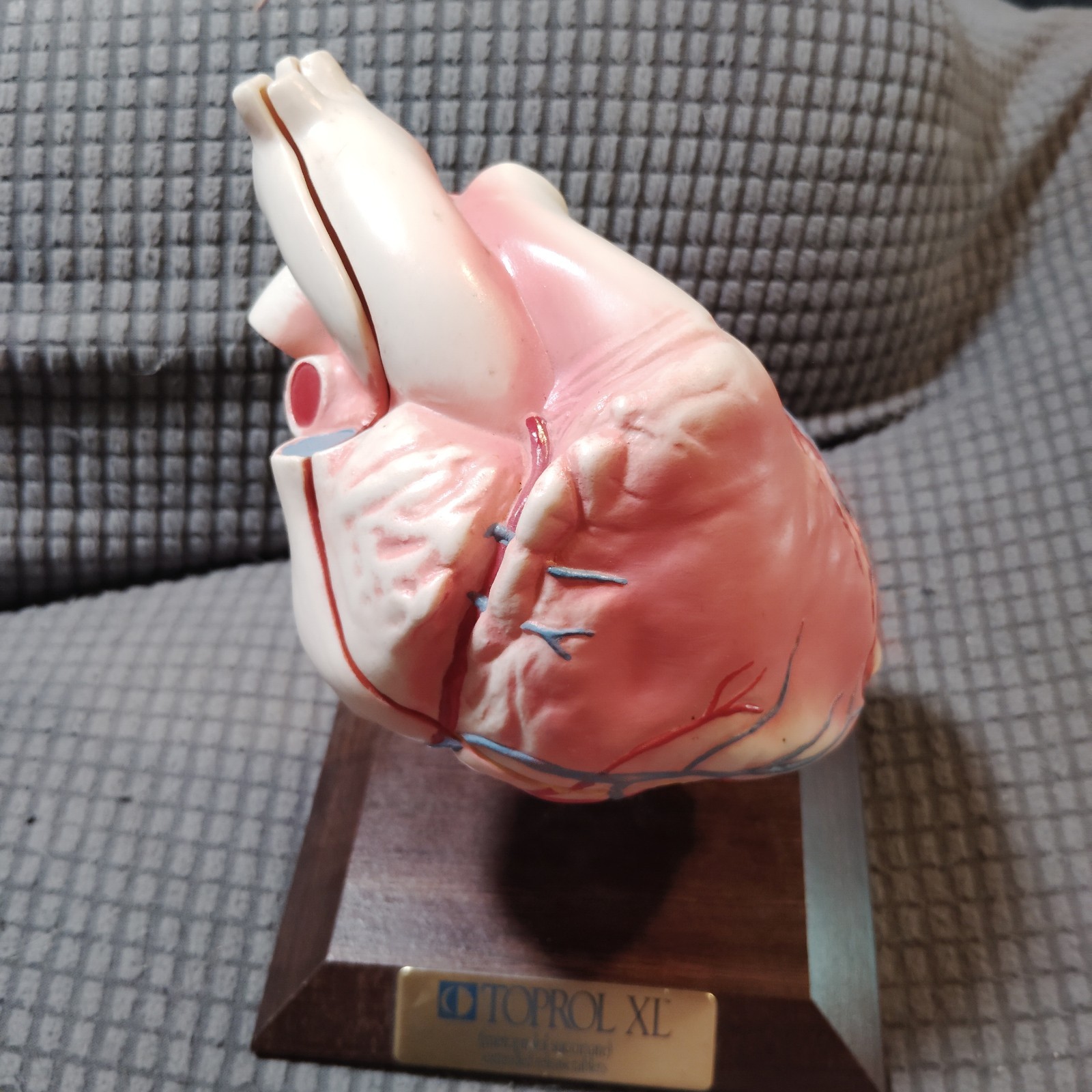 Vintage Anatomical Human Heart Model 2-Part Dissectible Medical Oddity Decor