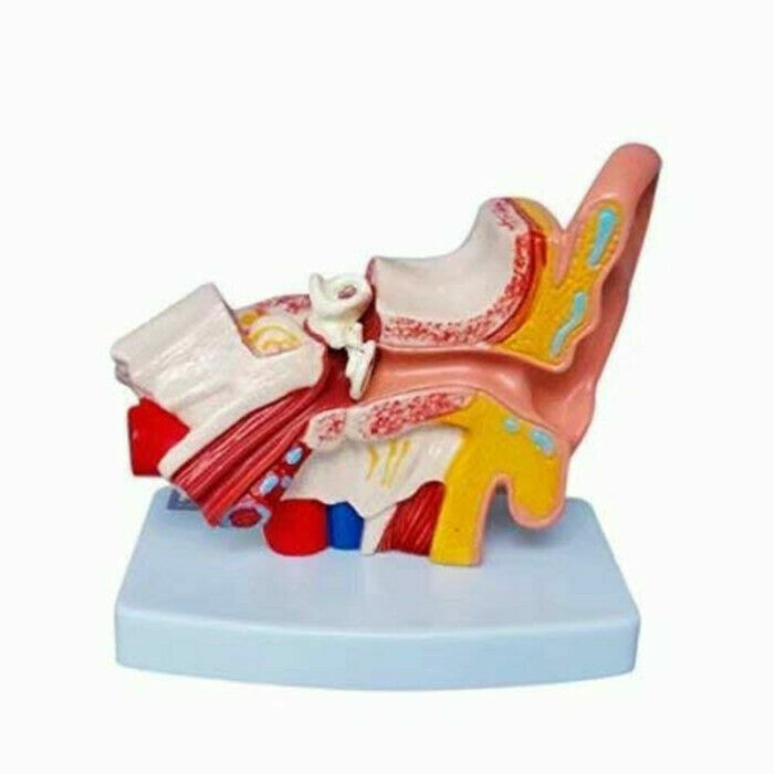 Human Ear Joint Simulation Model Medical Anatomy PVC Plastic Teaching Model USA