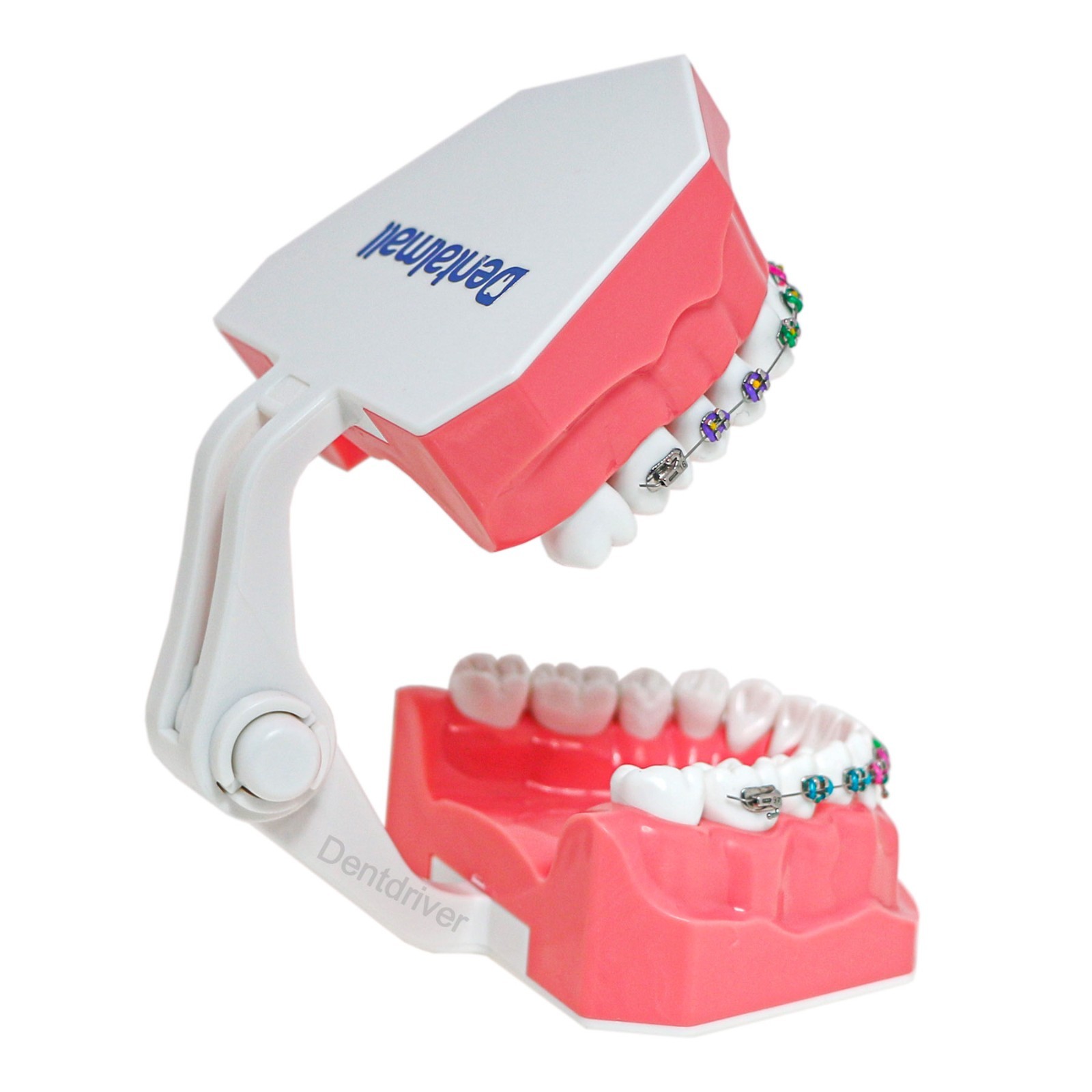 US Orthodontic Typodont 1:1 Teeth Model M7010-2 Fixed Brackets Braces Teaching