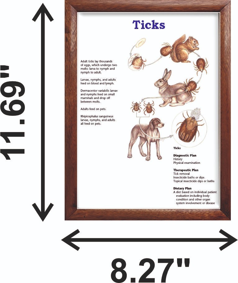 Ticks Chart 12×18 inches