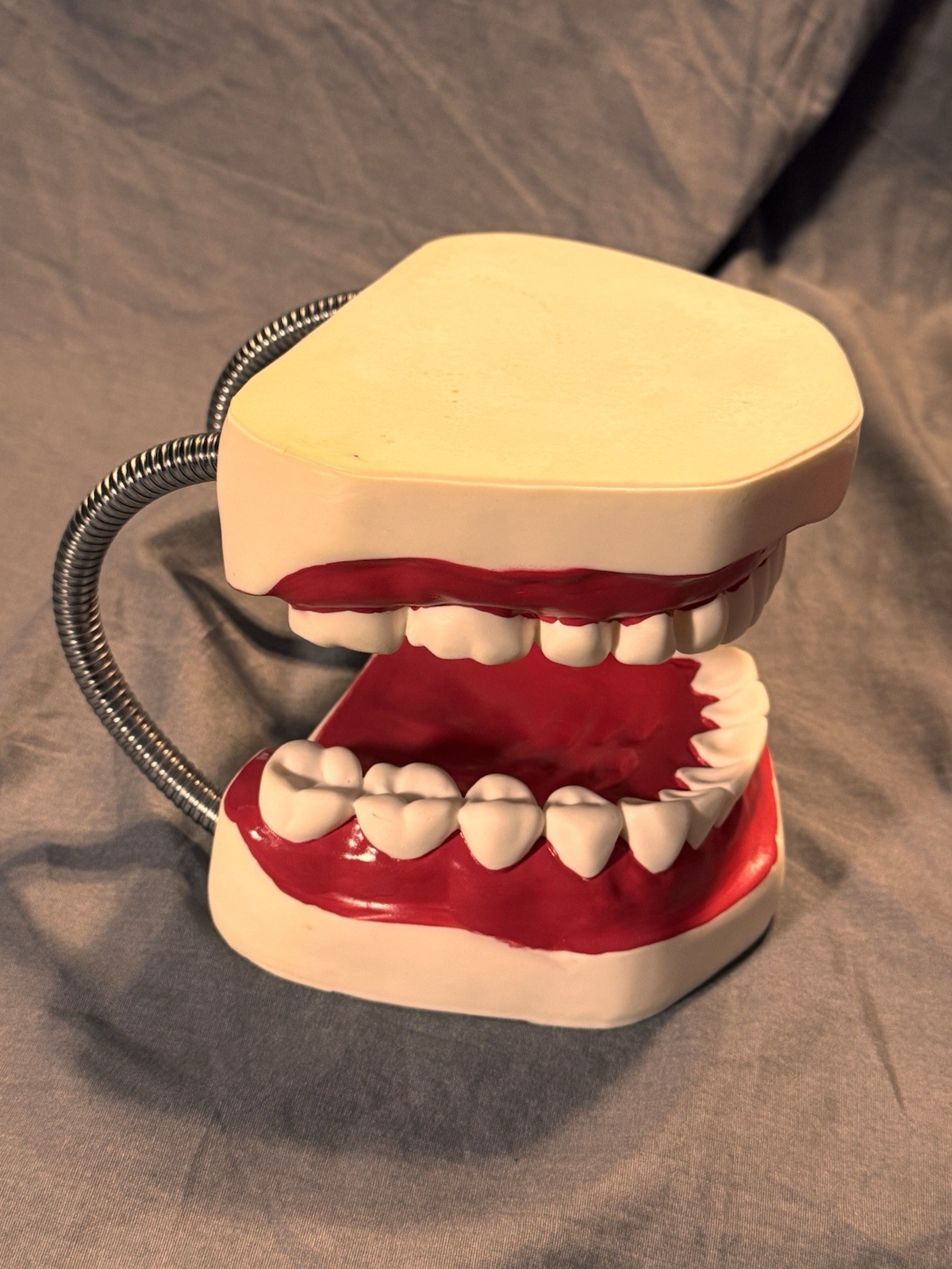 Large Dental Teeth Mouth Model w/ Removable Tongue Dentist Teaching Display Prop