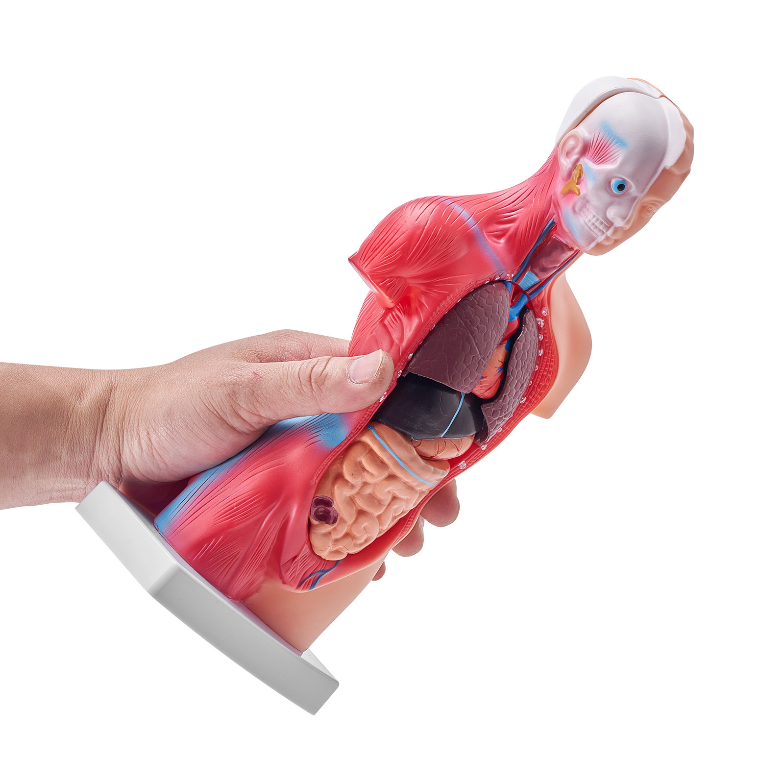 VEVOR Anatomical Human Torso Body Model Anatomy Internal Organ 11″ 15 Parts