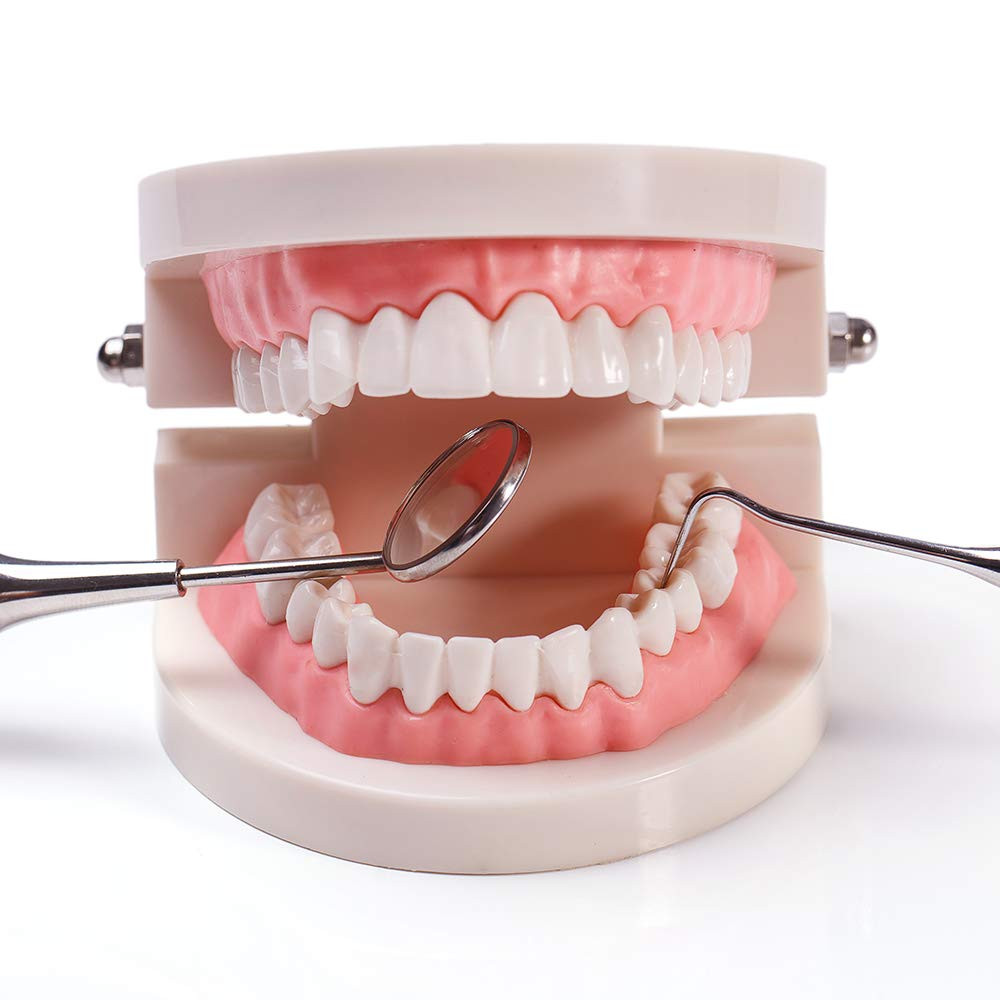 1 Pack Standard Teeth Model Adult Standard Typodont Demonstration Denture Model