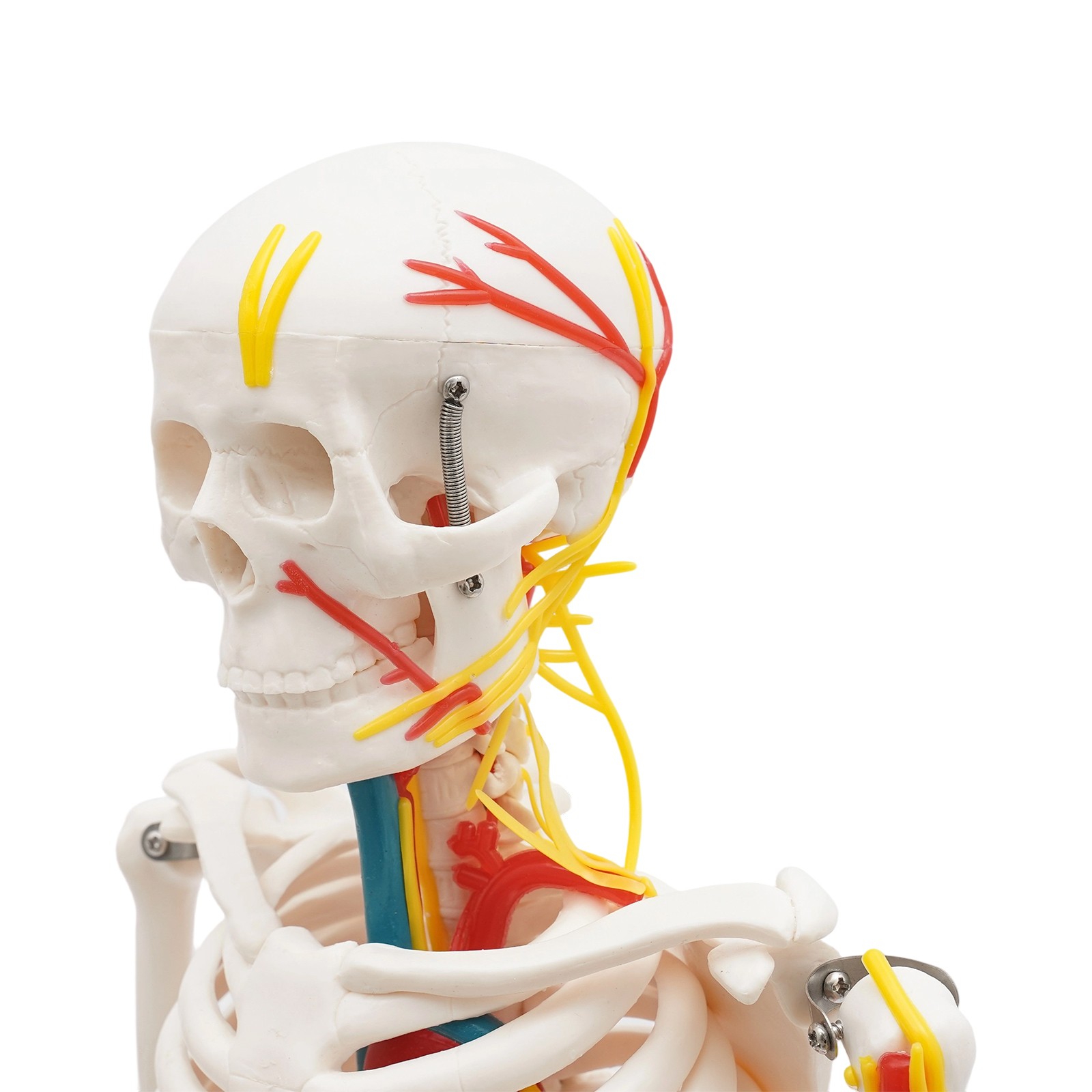 34 Inch Human Skeleton Model Skeleton Human Model Standing Style Skeleton Model