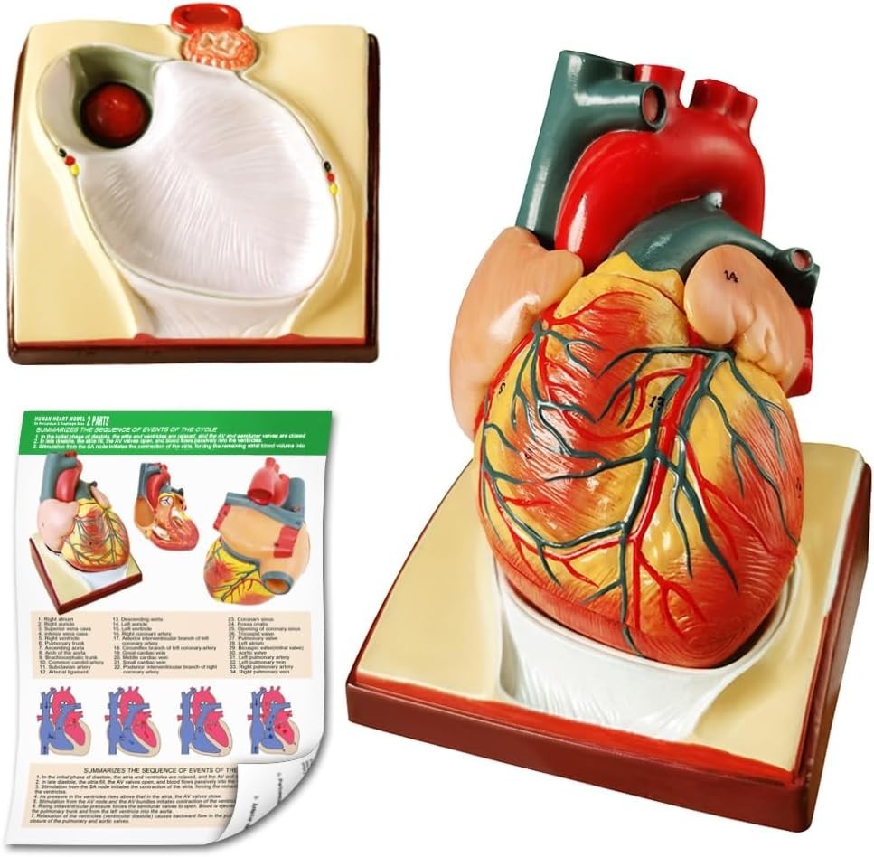 2-Parts 1:1 Anatomical Human Heart Model for Teaching Cardiology Nursing school